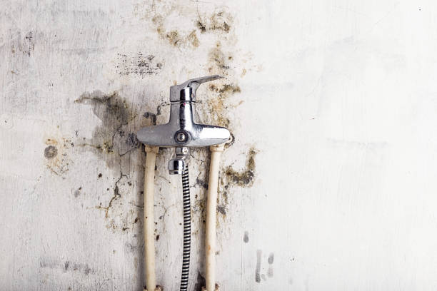 Best Certified Mold Removal  in Smithville, TX