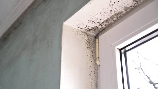 Best Attic Mold Removal  in Smithville, TX