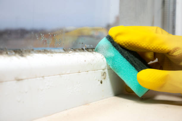 Attic Mold Removal in Smithville, TX