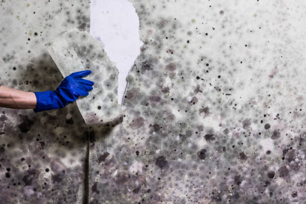 Certified Mold Removal in Smithville, TX