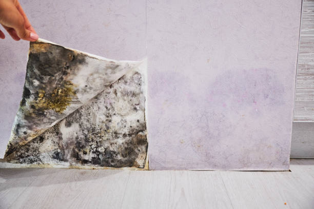 Best Commercial Mold Removal  in Smithville, TX